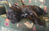 kiara rescue dog