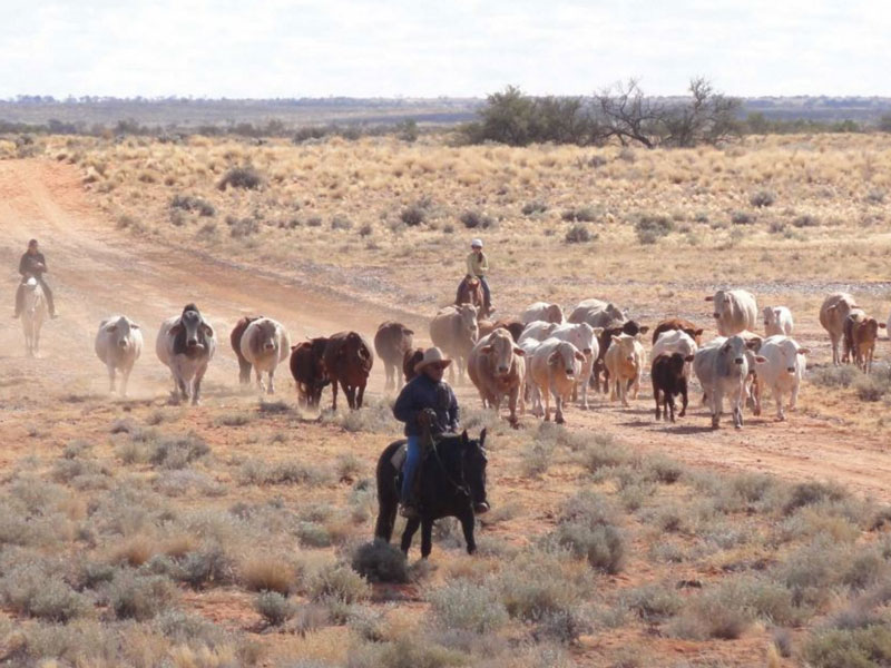 Anna creek, kidman co