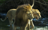 lions in a river