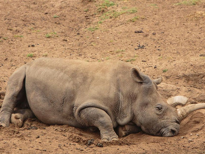 white rhino