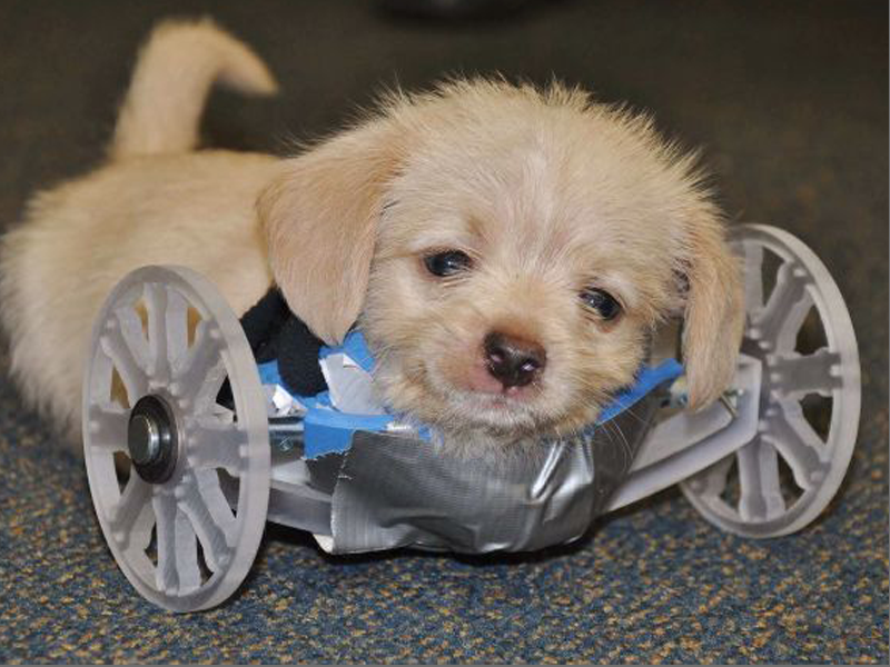 wheelchair puppy