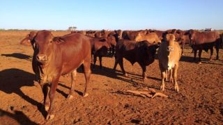 beef china trade