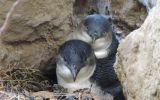 blue penguins