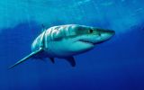 wa shark attack
