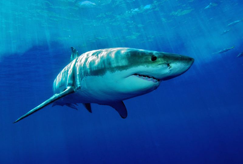 wa shark attack
