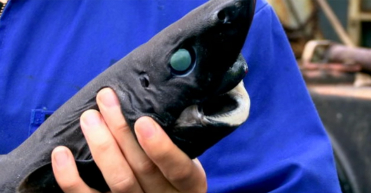 ninja shark