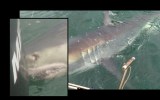 great white shark attack