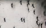 zika virus