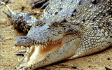 crocodile attack cairns