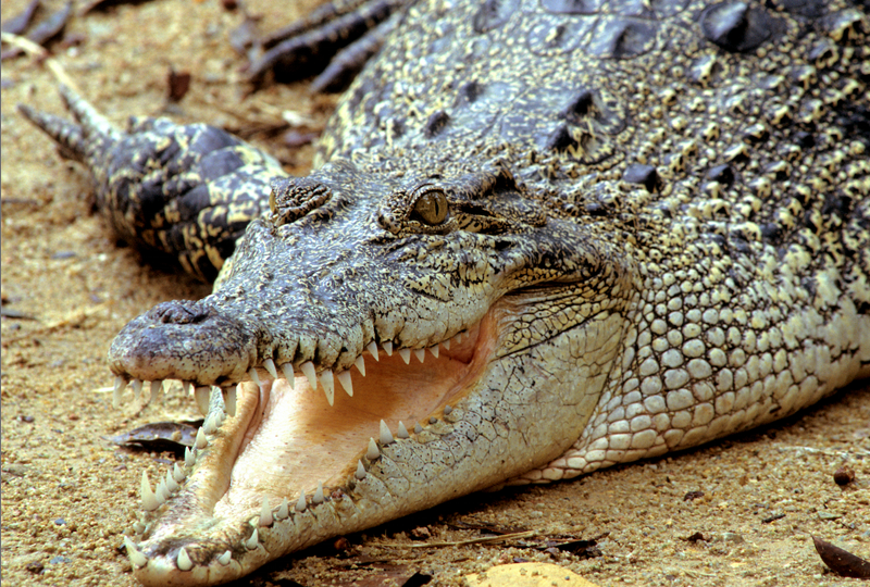 crocodile attack cairns