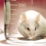 Many of the big companies still test on animals.