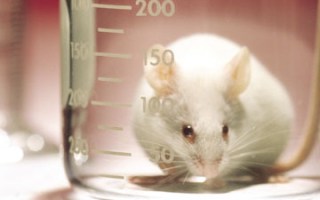 Many of the big companies still test on animals.