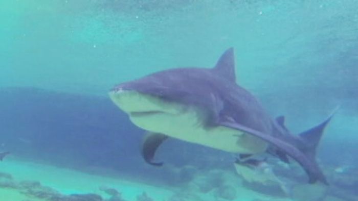 Diver shark attack north Queensland