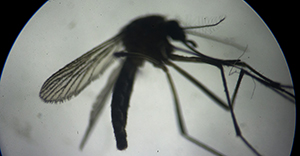 Zika virus