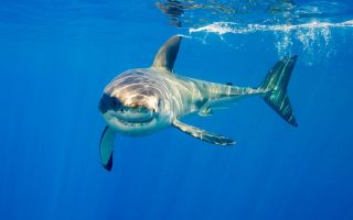 Shark attack victim dies in WA