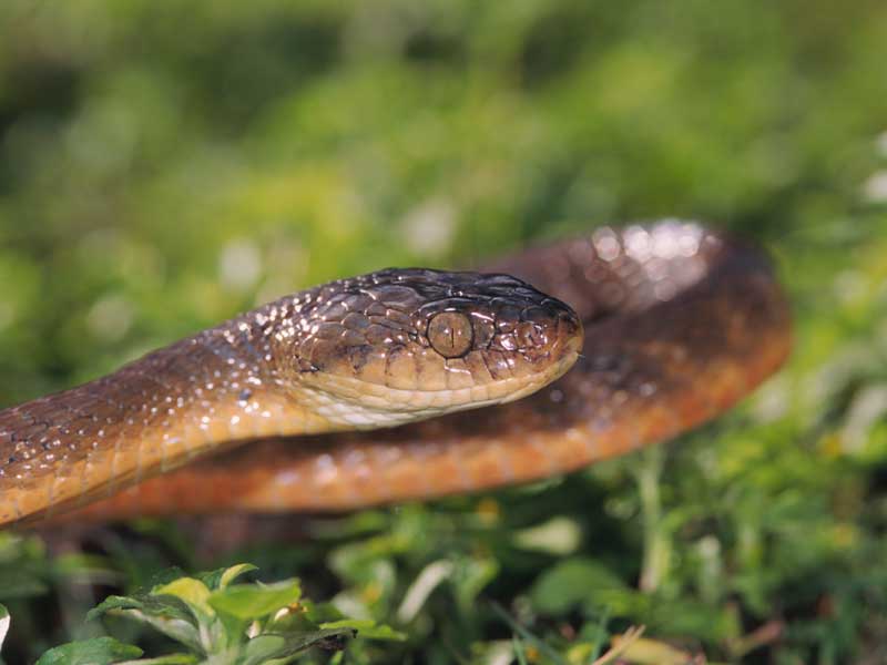 brown tree snake