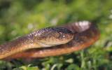 brown tree snake