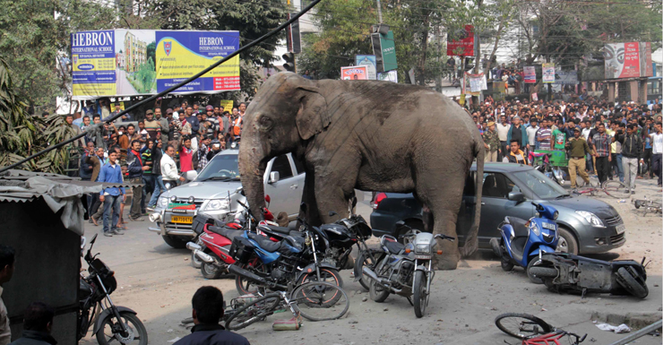 elephant india