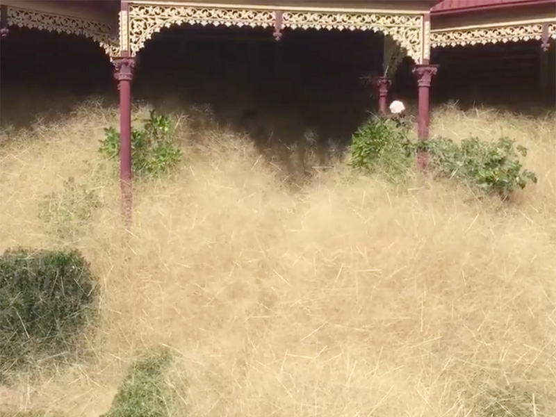 hair panic grass