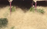 hair panic grass