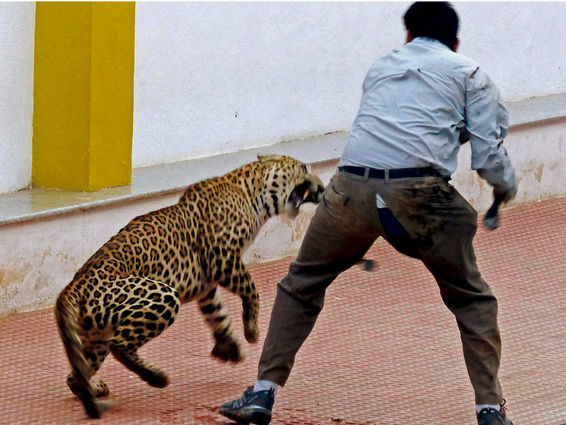 Leopard attack
