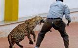 Leopard attack