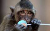monkey