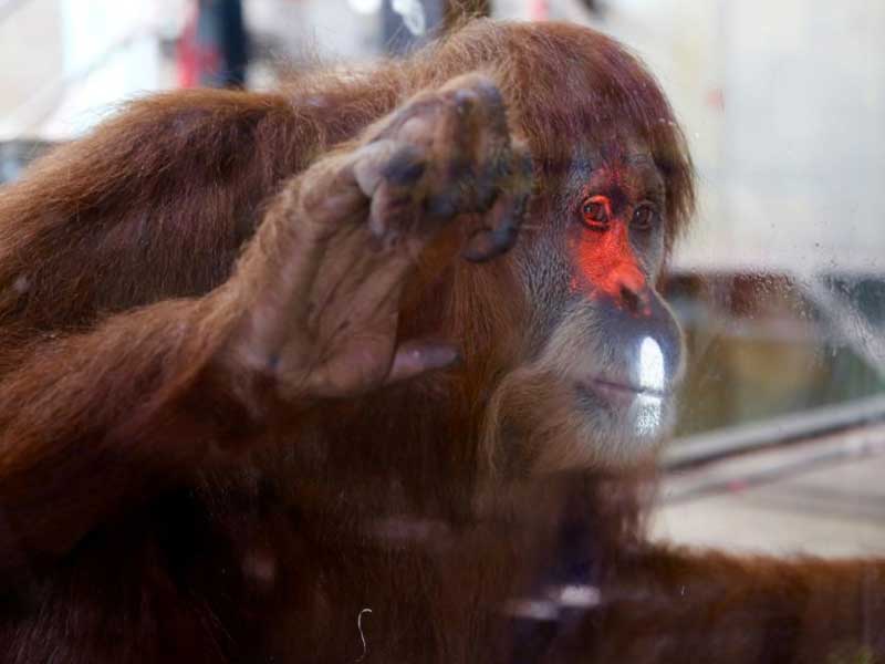 orangutans