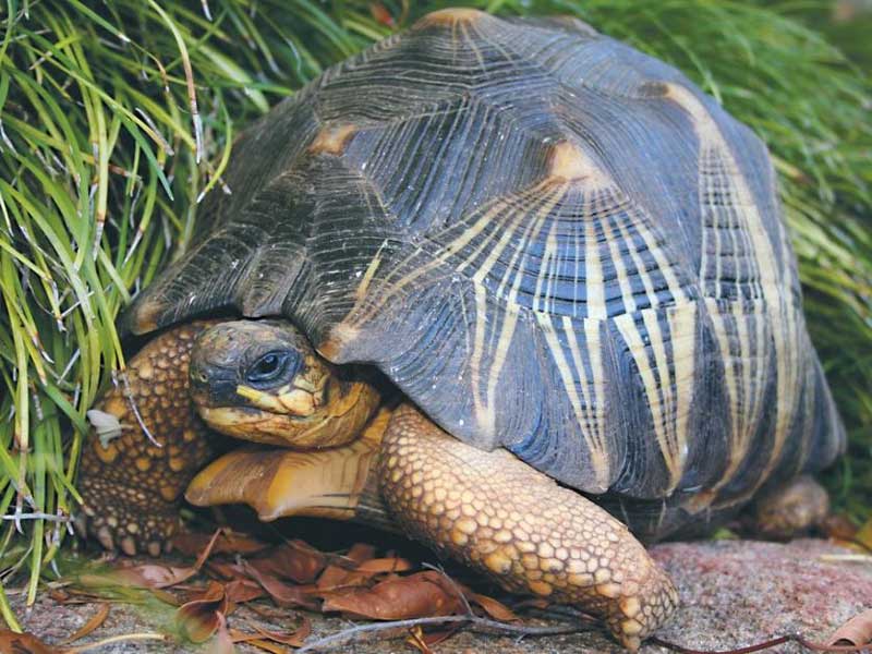 tortoise