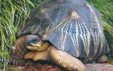 tortoise
