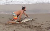 shark