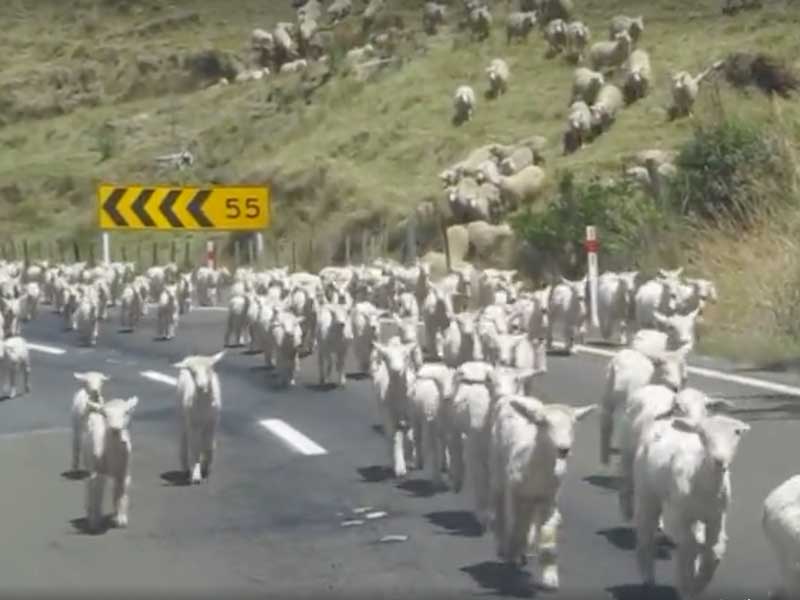 sheep