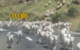 sheep