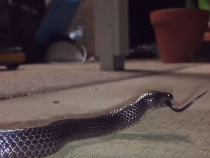 The small-eyed snake squirmed its tail as it was consumed whole.