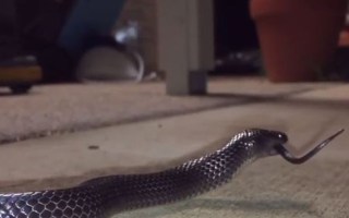 The small-eyed snake squirmed its tail as it was consumed whole.