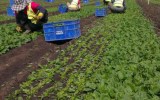 The health department said it could be weeks before the cause of the outbreak was determined.