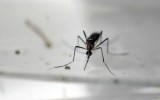 A Zika mosquito.