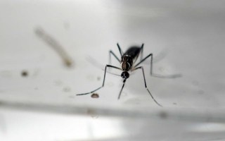 A Zika mosquito.
