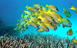 great barrier reef
