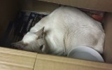 Cupcake was found in a box of DVDs.