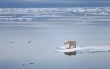 polar bear arctic