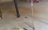 snake spider