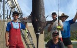 The monster fish weighted more than 200kg.