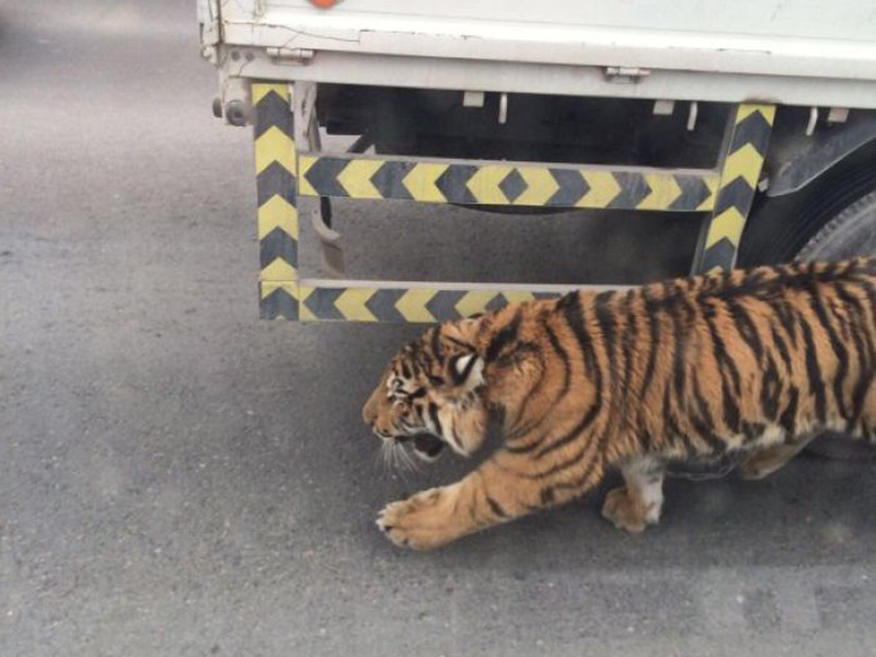 Just out for a leisurely stroll.