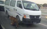 Keeping wild animals, including tigers, as pets is not uncommon in Qatar.