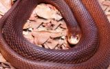 man dies after taipan bite in Cairns