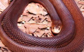man dies after taipan bite in Cairns
