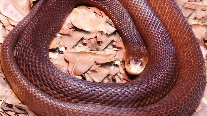 man dies after taipan bite in Cairns