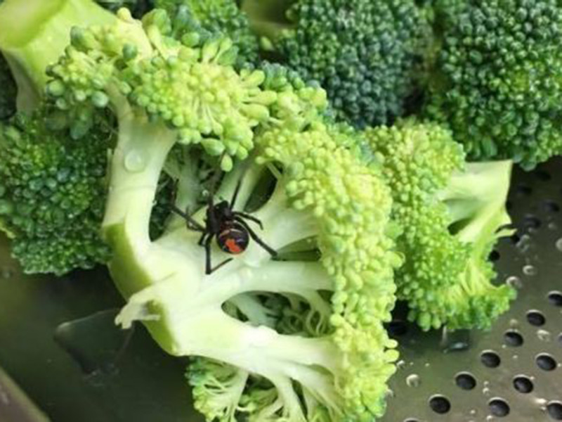 woolworths spider broccoli