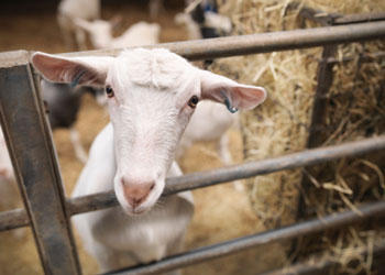 dairy goat